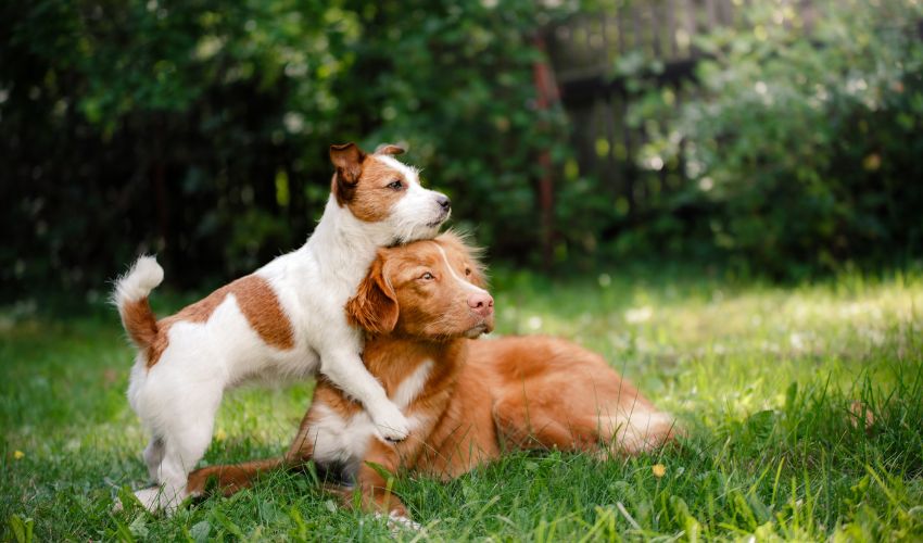 Uncovering the Distinctive Traits of the Beagle Harrier: A Unusual Breed Not like Any Totally different