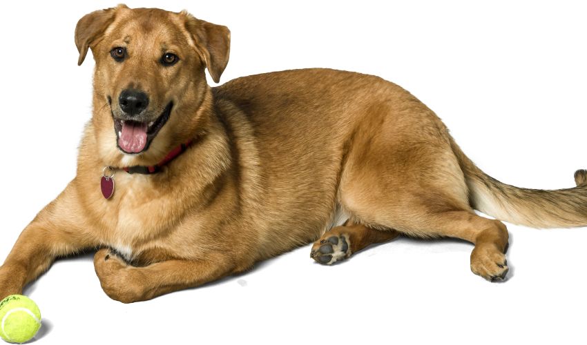 The Closing Beagle Harrier Nicely being and Wellness Data: Essential Solutions for Householders