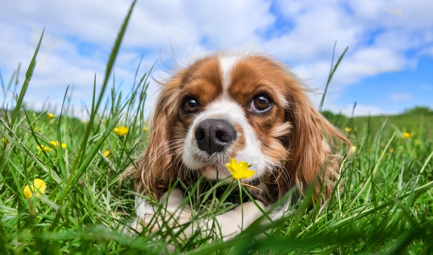 Essential Data: Determining and Treating Frequent Properly being Factors in Canine Breeds